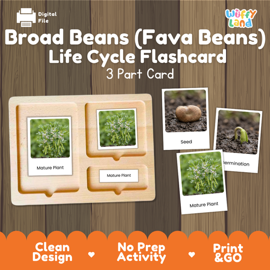 Montessori three-part cards featuring real photographs of broad bean growth stages including mature plant, young plant, and germination 🗂️🏷️