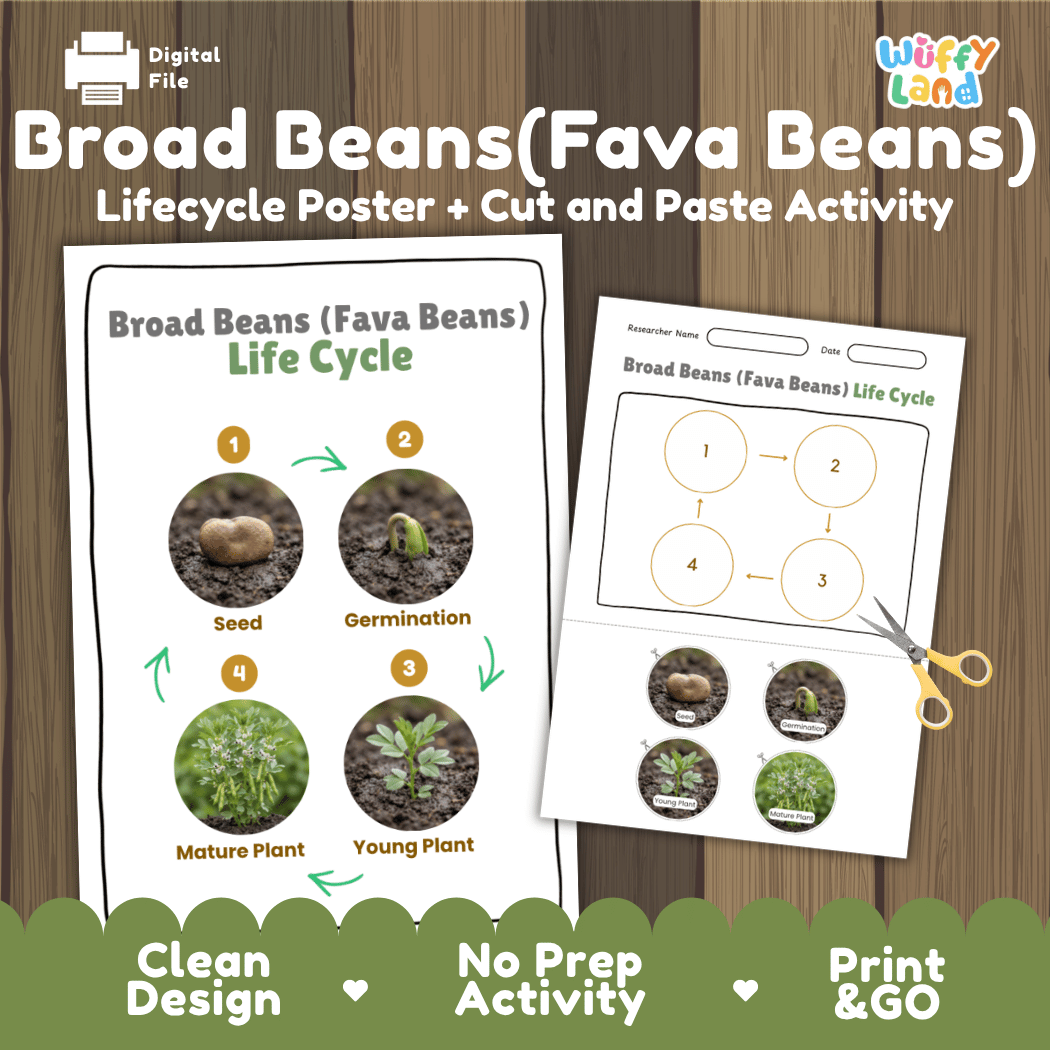 Broad Beans (Fava Beans) Life Cycle Poster and Cut and Paste Activity Worksheets