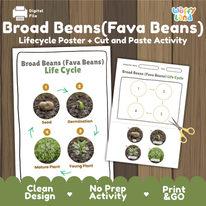 Broad Beans (Fava Beans) Life Cycle Poster and Cut and Paste Activity Worksheets