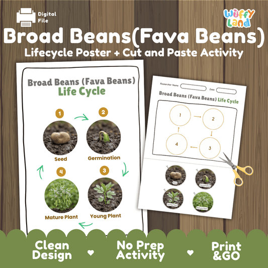 Printable broad beans fava beans life cycle cut and paste sequencing worksheet with real photography of seed, germination, young plant, and mature plant ✂️🔄
