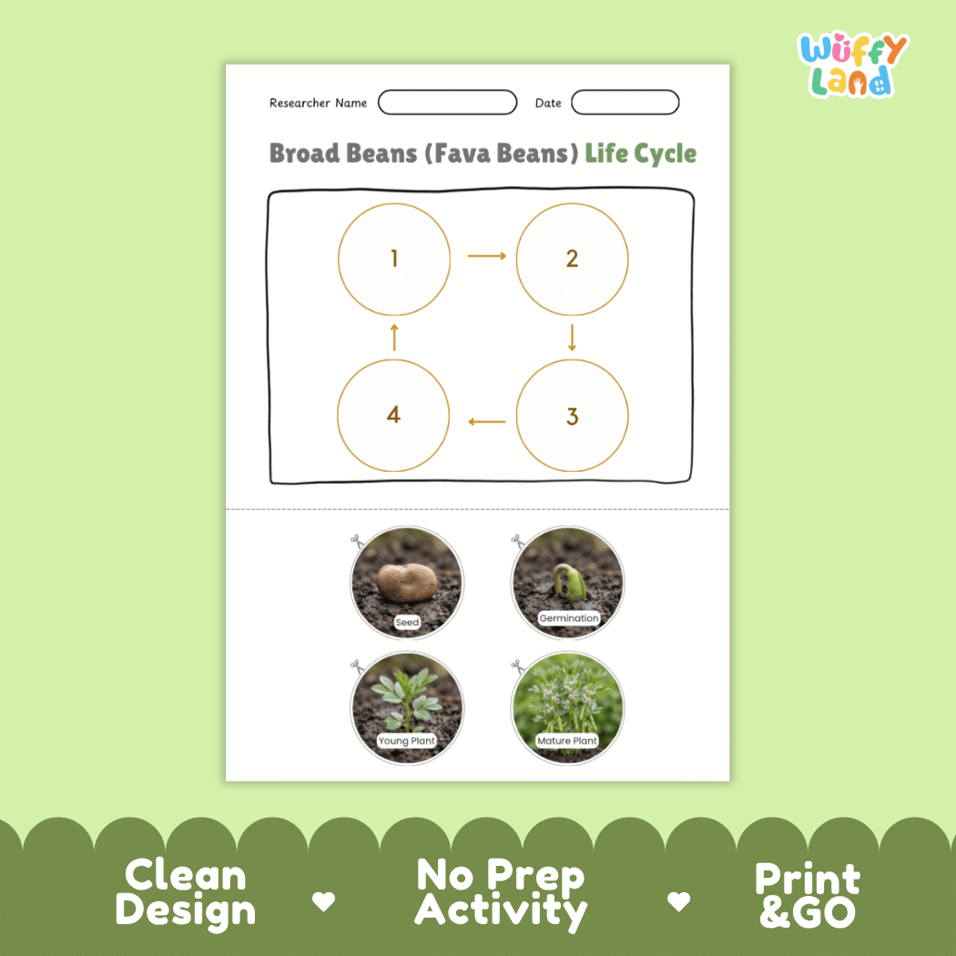 Broad Beans (Fava Beans) Life Cycle Poster and Cut and Paste Activity Worksheets