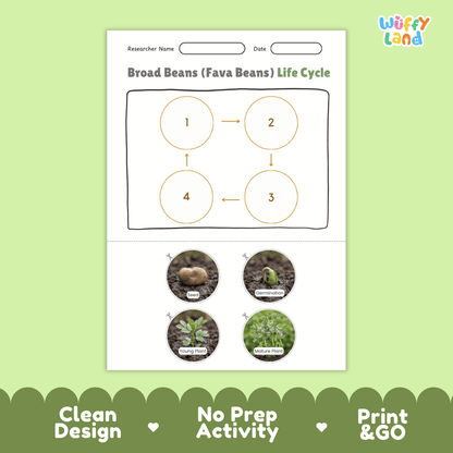 Broad Beans (Fava Beans) Life Cycle Poster and Cut and Paste Activity Worksheets