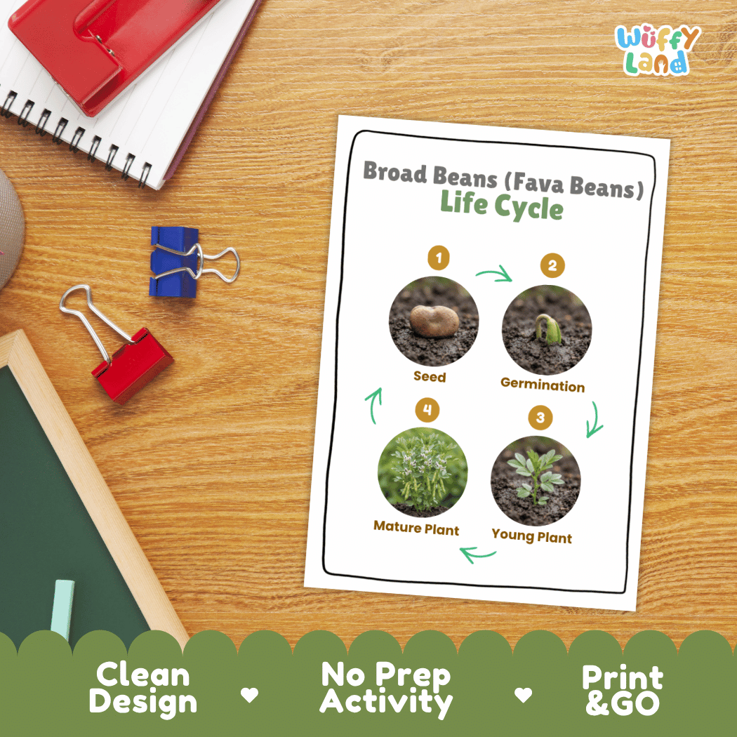 Broad Beans (Fava Beans) Life Cycle Poster and Cut and Paste Activity Worksheets