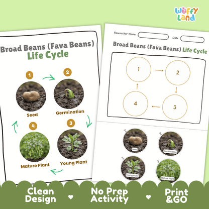 Broad Beans (Fava Beans) Life Cycle Poster and Cut and Paste Activity Worksheets