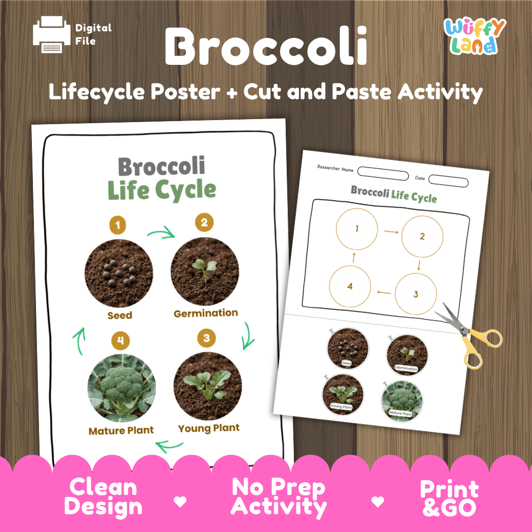 Broccoli plant life cycle educational printable pack cover showing visual reference poster and cut and paste sequencing worksheet with real photography