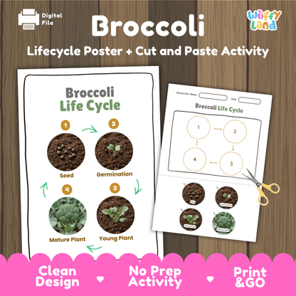 Broccoli plant life cycle educational printable pack cover showing visual reference poster and cut and paste sequencing worksheet with real photography