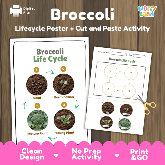 Broccoli plant life cycle educational printable pack cover showing visual reference poster and cut and paste sequencing worksheet with real photography