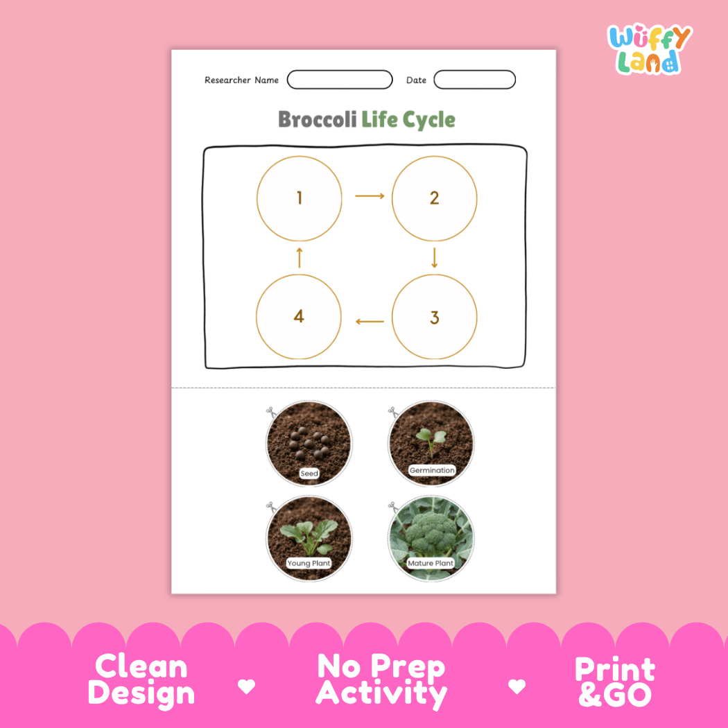 Educational reference poster showing four realistic photo stages of a broccoli life cycle including seed, germination, young plant, and mature plant