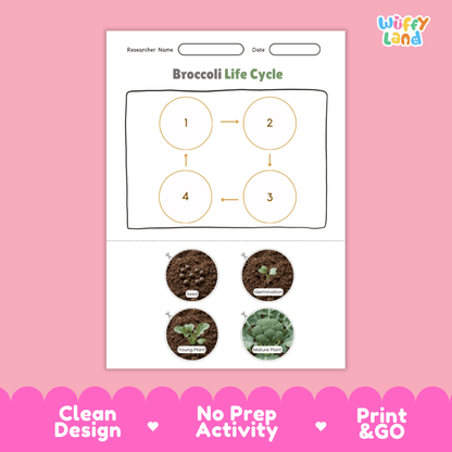 Educational reference poster showing four realistic photo stages of a broccoli life cycle including seed, germination, young plant, and mature plant