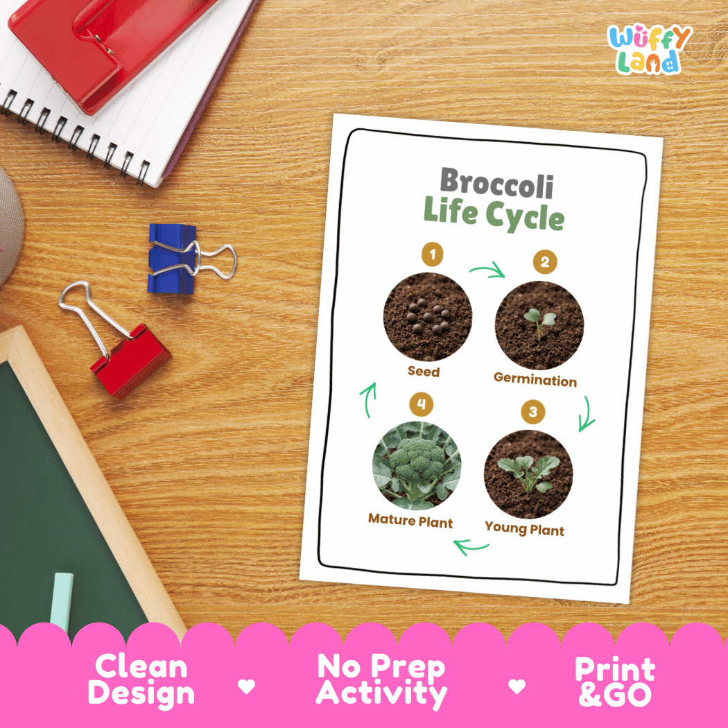 Hands-on cut and paste science worksheet for students to cut real photo tokens and sequence broccoli growth stages onto numbered circles