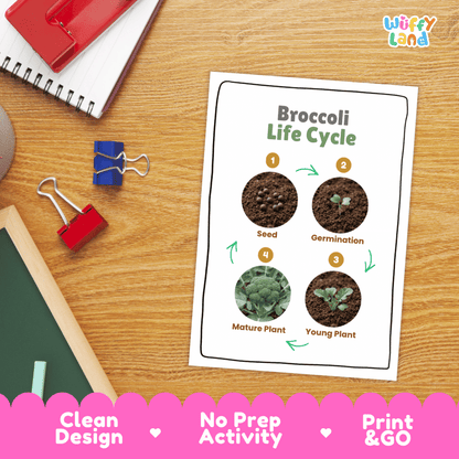 Hands-on cut and paste science worksheet for students to cut real photo tokens and sequence broccoli growth stages onto numbered circles