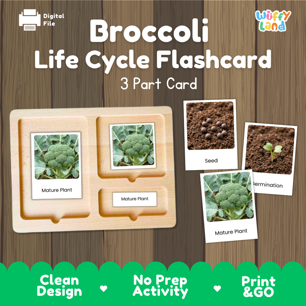 Broccoli Life Cycle Flashcard set by Wiffy Land, featuring a 3-part wooden card tray with photos of broccoli stages (seed, germination, mature plant) on a wood-grain background.