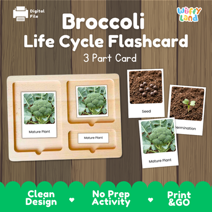 Broccoli Life Cycle Flashcard set by Wiffy Land, featuring a 3-part wooden card tray with photos of broccoli stages (seed, germination, mature plant) on a wood-grain background.