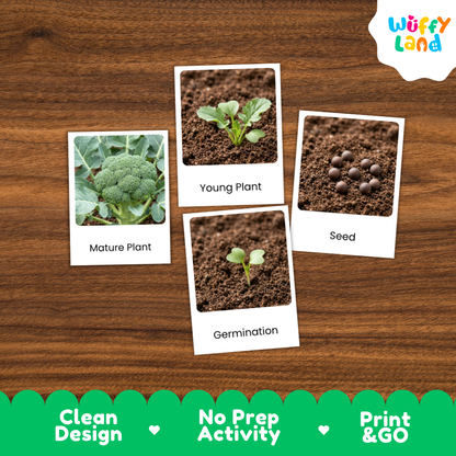 Four educational plant growth cards showing Mature Plant, Young Plant, Seed, and Germination stages on a brown wood background, with a Wuffy Land logo and green banner at the bottom.