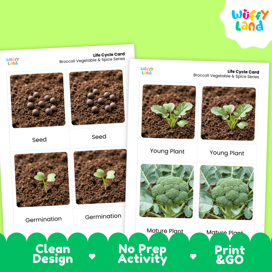 Two printed educational cards titled 'Life Cycle Card' for broccoli, showing seed, germination, young plant, and mature plant stages with photos and labels. The cards are on a bright green background with a white and green promotional banner at the bottom reading 'Clean Design', 'No Prep Activity', and 'Print & GO'.