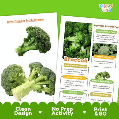 Broccoli Vegetable Research Page Worksheets