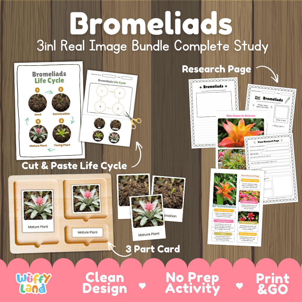Bromeliads plant 3in1 real image bundle complete study printable featuring life cycle cut and paste worksheets, Montessori 3-part cards, and research pages