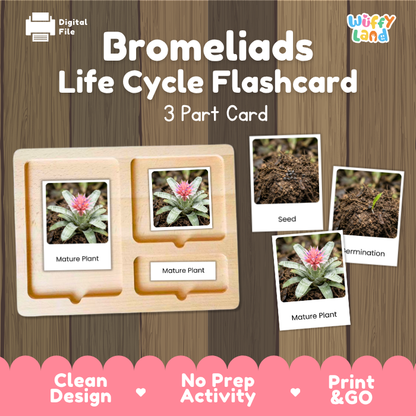 Digital product preview for a Bromeliads Life Cycle Flashcard set by Wiffy Land, showing a wooden 3-part card tray with photos of mature plant, seed, and termination stages on a wood-plank background.