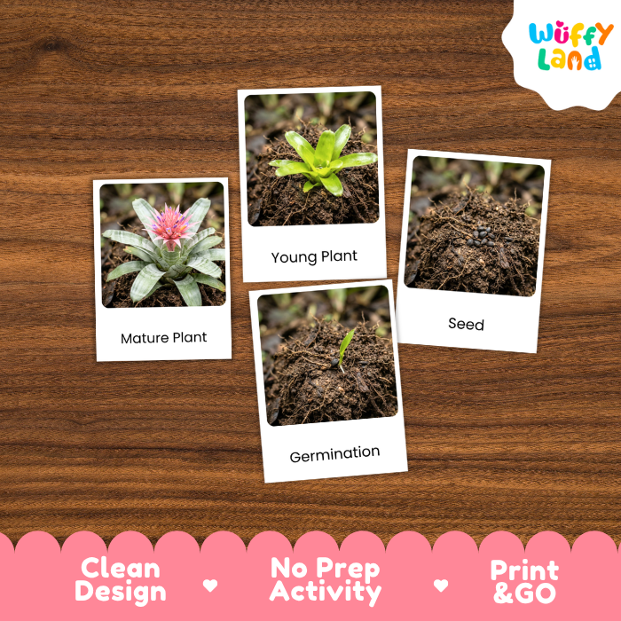 A set of four educational plant germination cards displayed on a brown wooden background. The cards show labeled photos of a mature plant, a young plant, seed, and germination, with the brand logo 'Wuffy Land' in the top right corner.