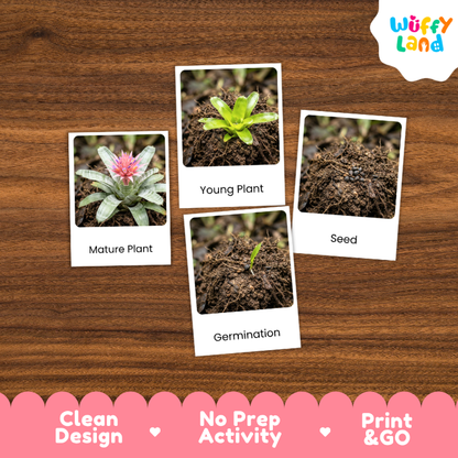 A set of four educational plant germination cards displayed on a brown wooden background. The cards show labeled photos of a mature plant, a young plant, seed, and germination, with the brand logo 'Wuffy Land' in the top right corner.