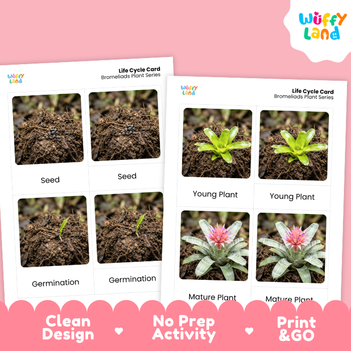 Two printed life cycle cards for bromeliads are shown on a pink background. The cards feature labeled photos of plant stages: seed, germination, young plant, and mature plant.