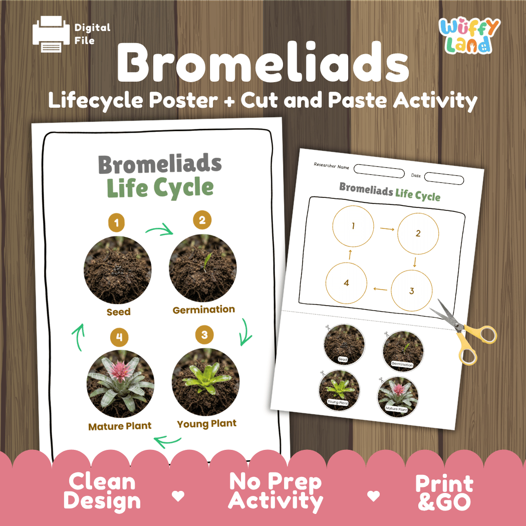 Bromeliads Life Cycle Poster and Cut and Paste Activity Worksheet