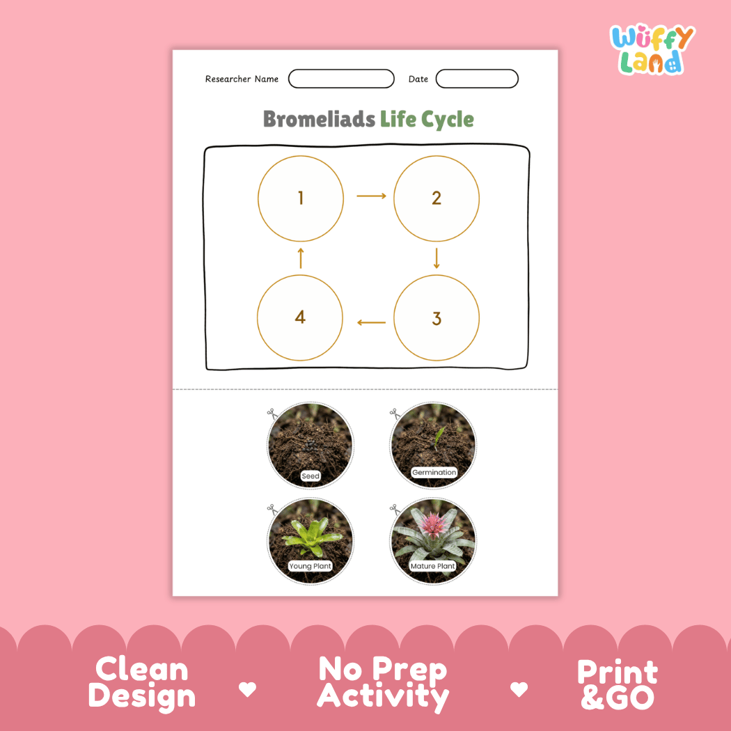 Bromeliads Life Cycle Poster and Cut and Paste Activity Worksheet