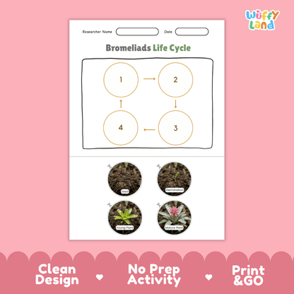 Bromeliads Life Cycle Poster and Cut and Paste Activity Worksheet