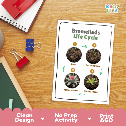Bromeliads Life Cycle Poster and Cut and Paste Activity Worksheet