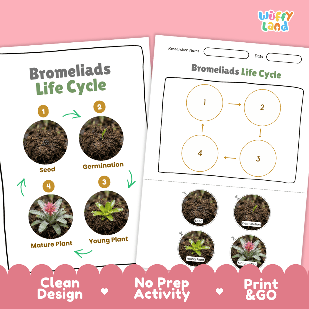 Bromeliads Life Cycle Poster and Cut and Paste Activity Worksheet