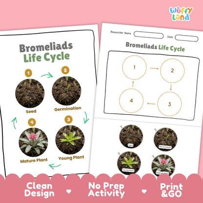 Bromeliads Life Cycle Poster and Cut and Paste Activity Worksheet