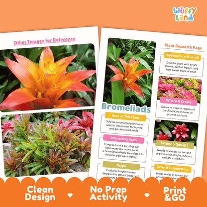 Bromeliads Plant Research Page Worksheets and Fact Sheet