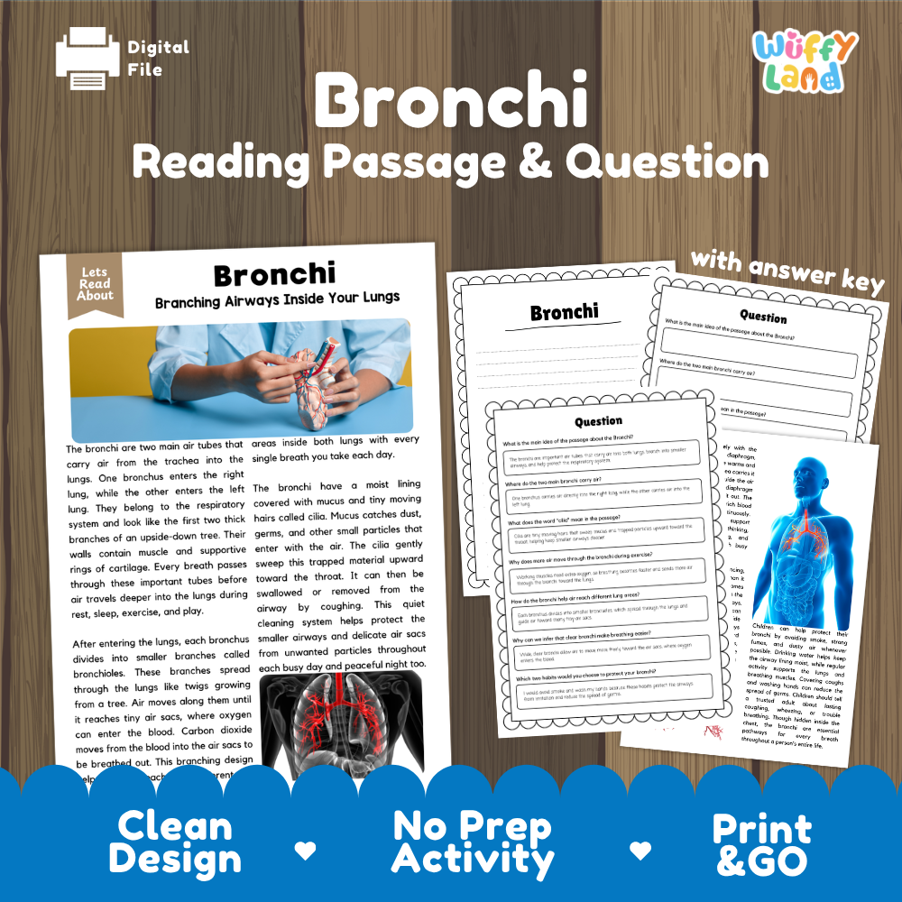 Bronchi reading comprehension passage and questions printable activity pack with answer key for elementary students