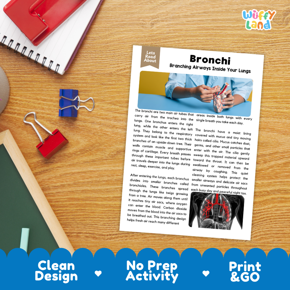Student reading comprehension worksheet with short-answer questions and lined sections about the human bronchi