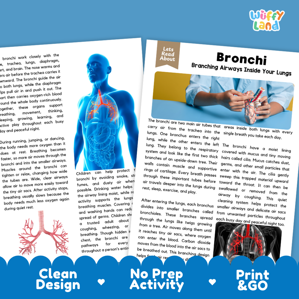 Teacher answer key page showing complete question solutions for Bronchi human body reading comprehension practice