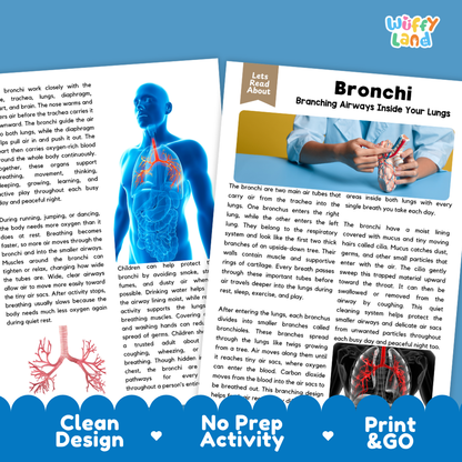 Teacher answer key page showing complete question solutions for Bronchi human body reading comprehension practice