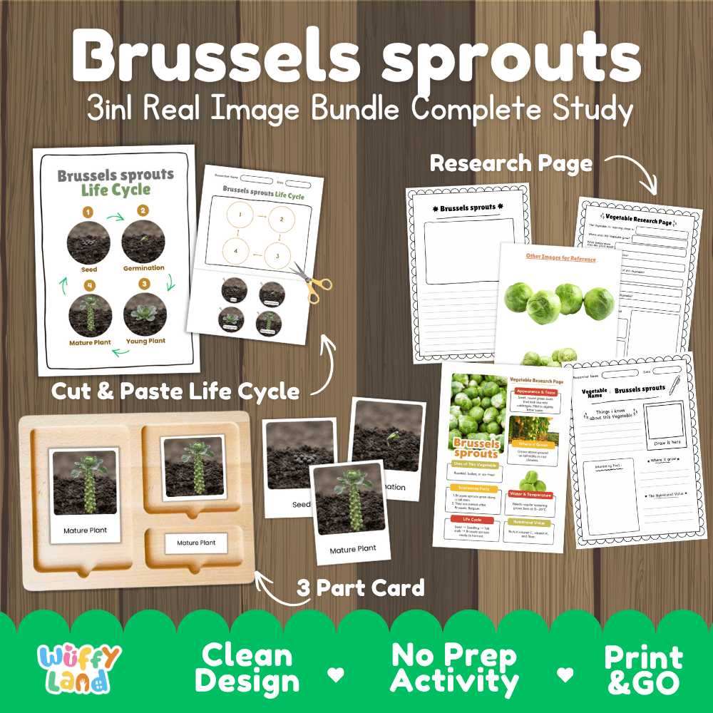 Brussels sprouts 3in1 real image bundle complete study printable featuring life cycle cut and paste worksheets, Montessori 3-part cards, and research pages