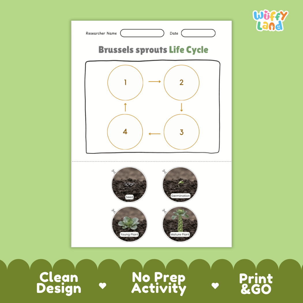 Educational reference poster showing four realistic photo stages of a Brussels sprouts life cycle including seed, germination, young plant, and mature plant