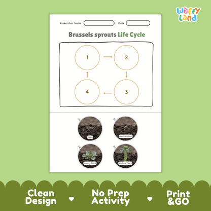 Educational reference poster showing four realistic photo stages of a Brussels sprouts life cycle including seed, germination, young plant, and mature plant