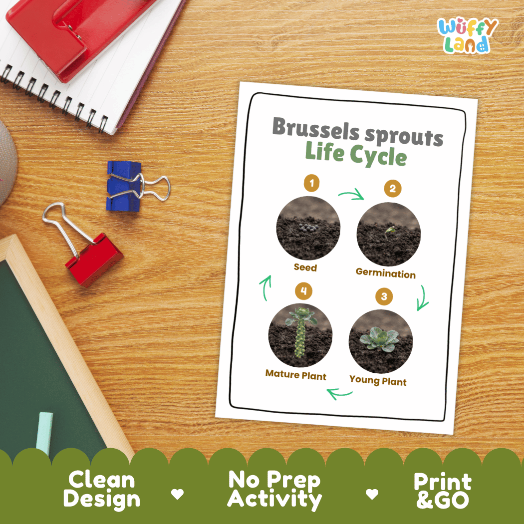Hands-on cut and paste science worksheet for students to cut real photo tokens and sequence Brussels sprouts growth stages onto numbered circles