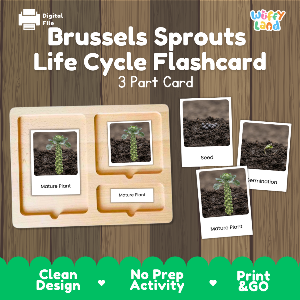 Brussels Sprouts Life Cycle Flashcard set by Wiffy Land, featuring a 3-part wooden card tray and four photo cards showing seed, germination, and mature plant stages, displayed on a wood-grain background.