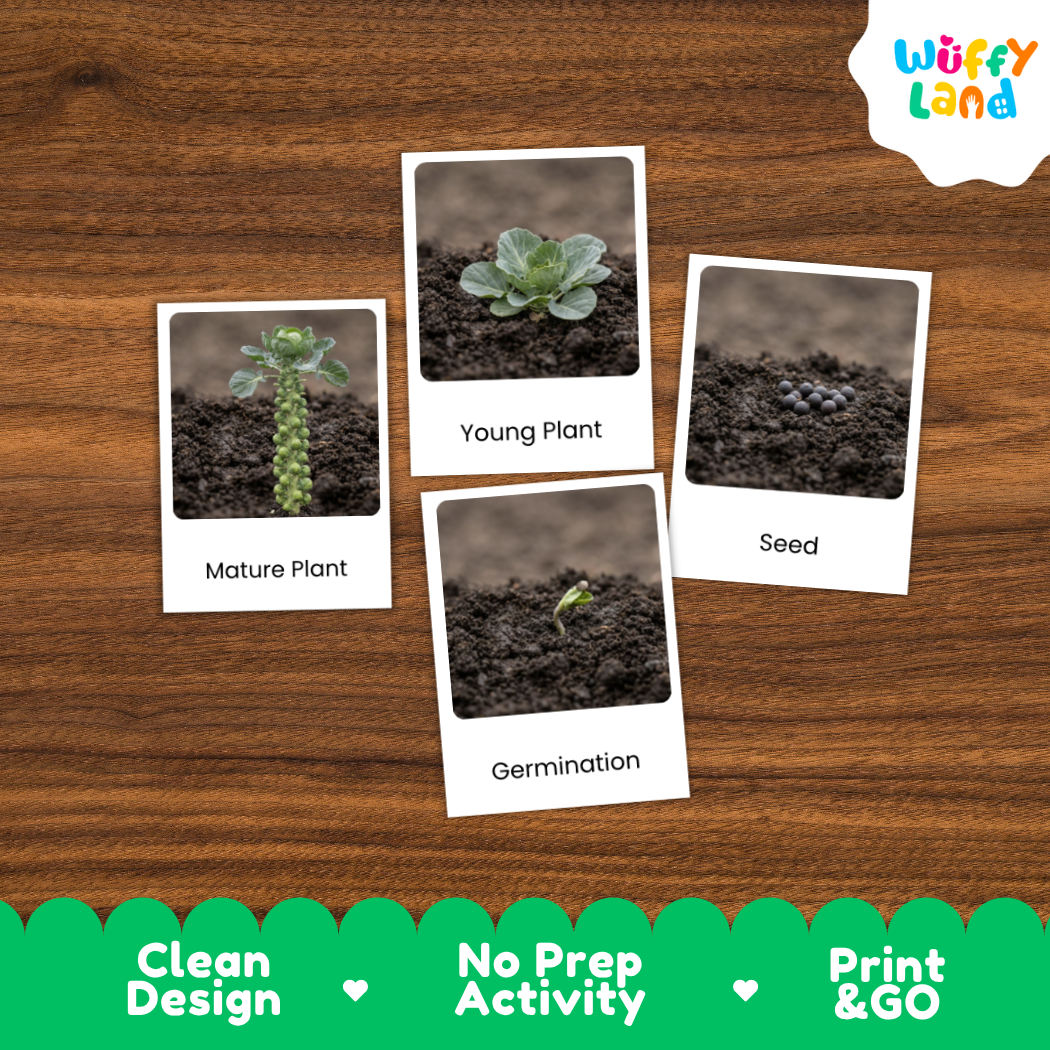 Four labeled photo cards showing plant growth stages—Mature Plant, Young Plant, Seed, and Germination—placed on a brown wood surface. The cards have white borders and the brand name Wuffi Land appears in the top right.