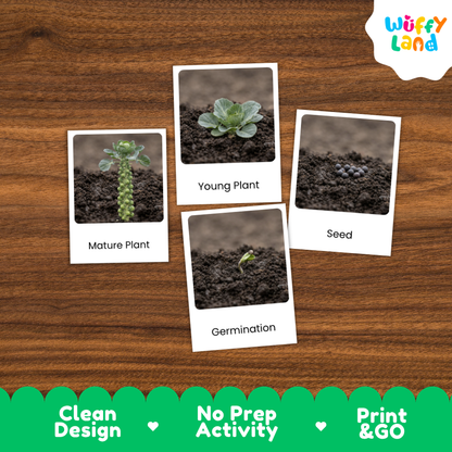 Four labeled photo cards showing plant growth stages—Mature Plant, Young Plant, Seed, and Germination—placed on a brown wood surface. The cards have white borders and the brand name Wuffi Land appears in the top right.