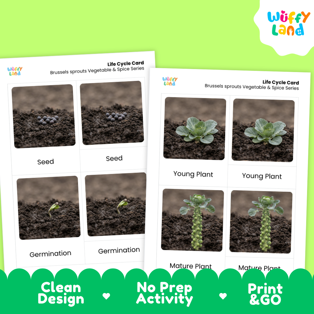 Two printed educational cards titled 'Life Cycle Card' for Brussels sprouts, showing labeled photos of seed, germination, young plant, and mature plant stages. The cards are displayed on a bright green background with a white 'Wuffi Land' logo in the top right and a dark green banner at the bottom reading 'Clean Design', 'No Prep Activity', and 'Print & GO'.