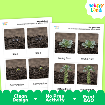 Two printed educational cards titled 'Life Cycle Card' for Brussels sprouts, showing labeled photos of seed, germination, young plant, and mature plant stages. The cards are displayed on a bright green background with a white 'Wuffi Land' logo in the top right and a dark green banner at the bottom reading 'Clean Design', 'No Prep Activity', and 'Print & GO'.