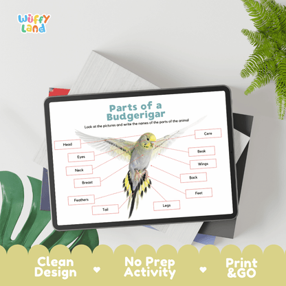 Hands-on budgerigar anatomy cut and paste worksheet with printable word tags, callout pointer lines, and scissors graphic