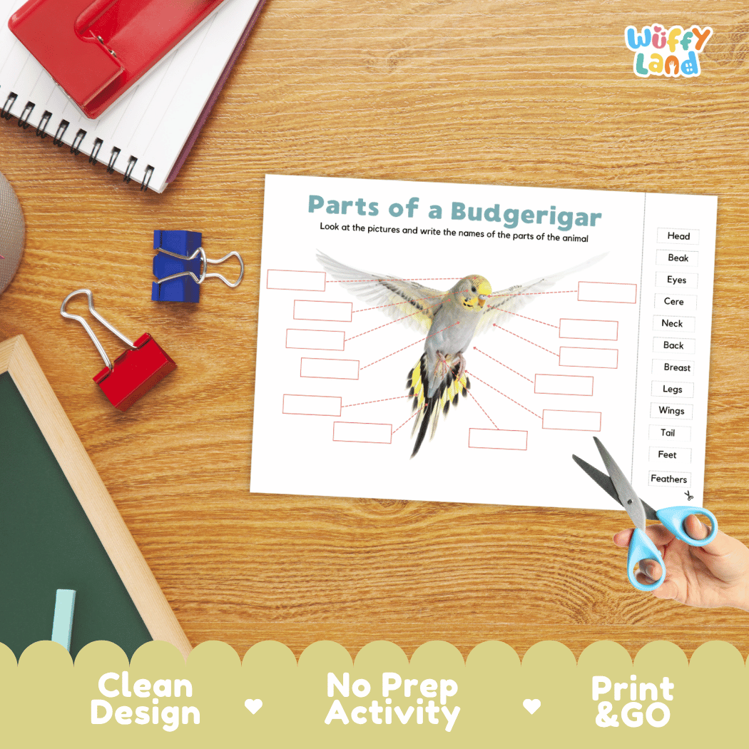 Differentiated budgerigar body parts labeling worksheets featuring fill-in write-in boxes and vocabulary word bank