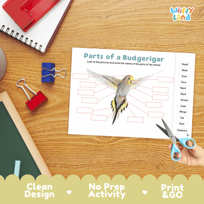 Differentiated budgerigar body parts labeling worksheets featuring fill-in write-in boxes and vocabulary word bank