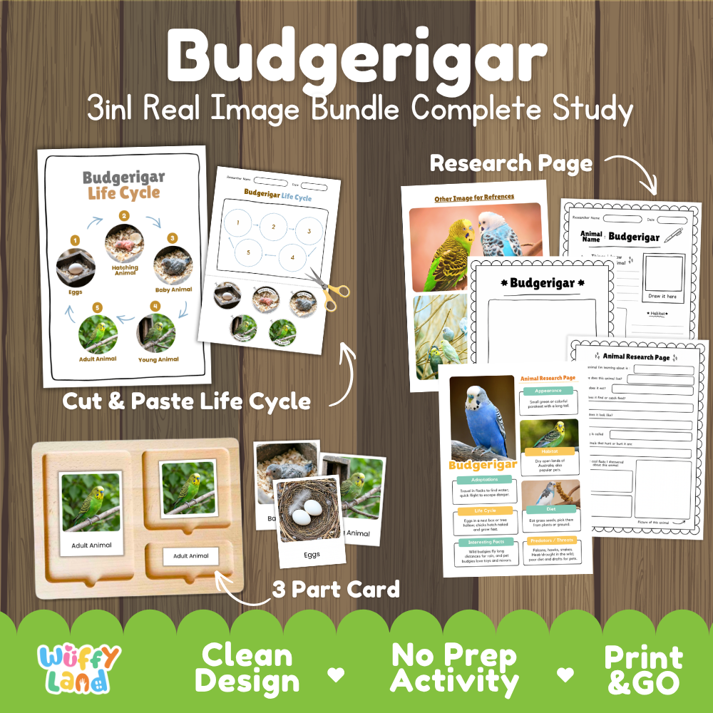 Budgerigar 3-in-1 real image bundle complete study cover showing cut and paste life cycle, 3 part cards, and research pages