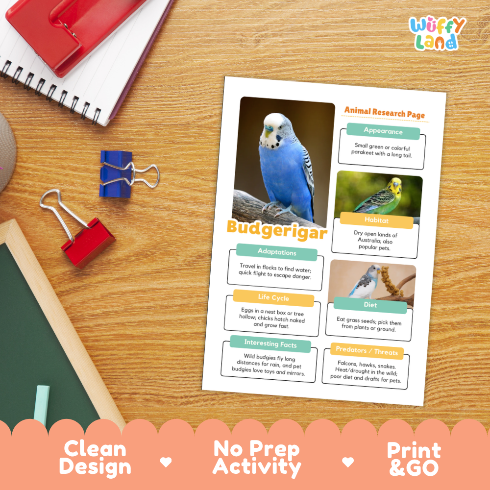 A printed educational poster about budgerigars laid on a wooden desk, surrounded by school supplies like a spiral notebook, binder clips, and a red folder. The poster has colorful text, photos of budgerigars, and a decorative pink banner at the bottom that reads 'Clean Design', 'No Prep Activity', and 'Print & GO'.